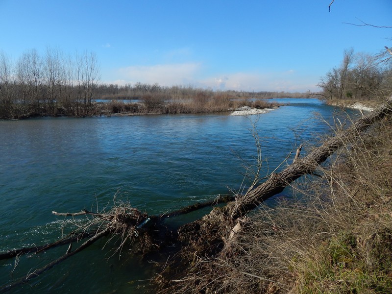 Parco del Ticino 9/2/14 :Aglais io